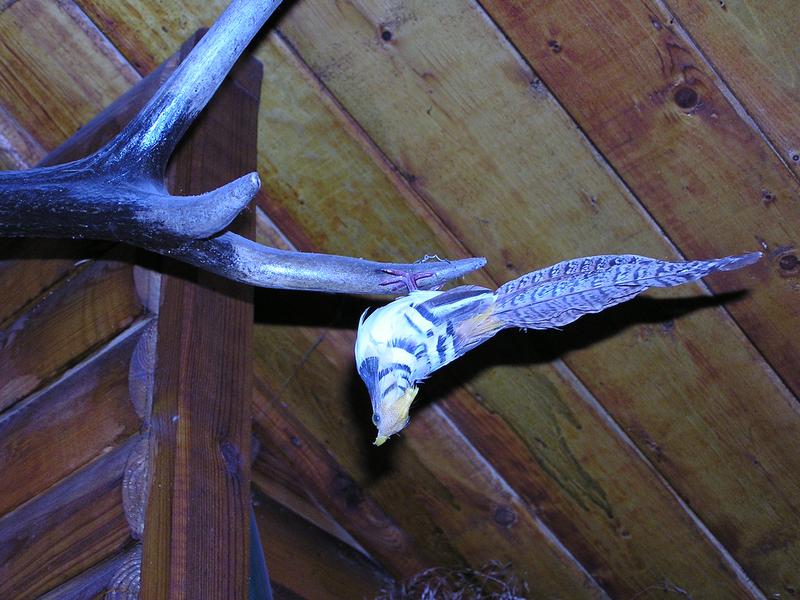 p5050040
